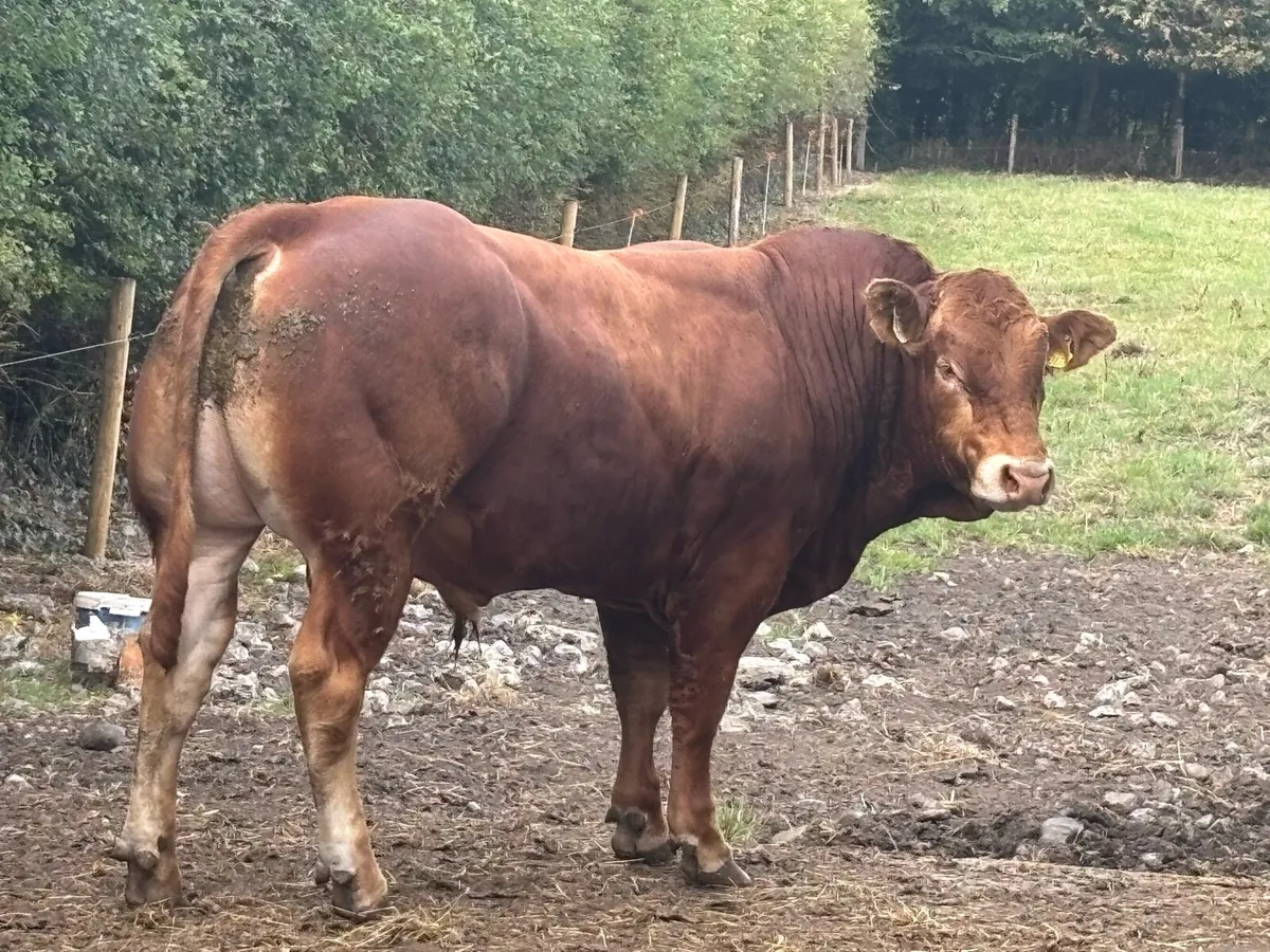 Limousin bulls - Image 2