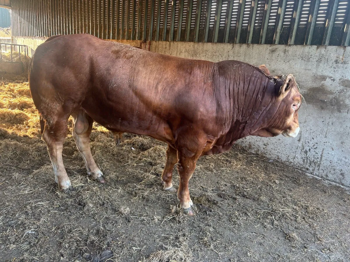 Limousin bulls - Image 4