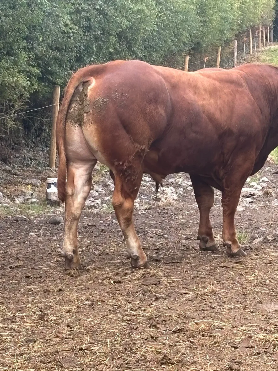 Limousin bulls - Image 3