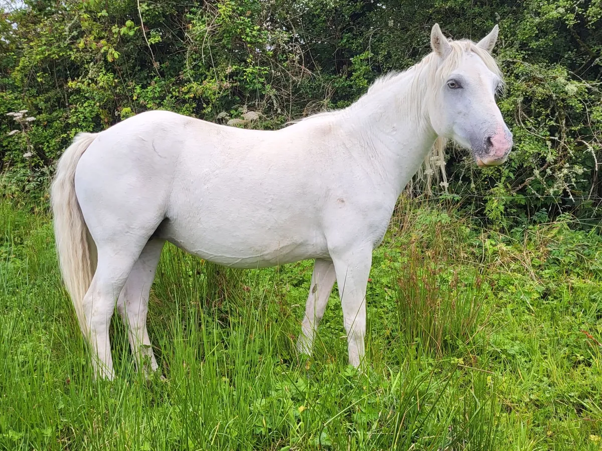 Clifden Mart Friday 21st August - Image 2