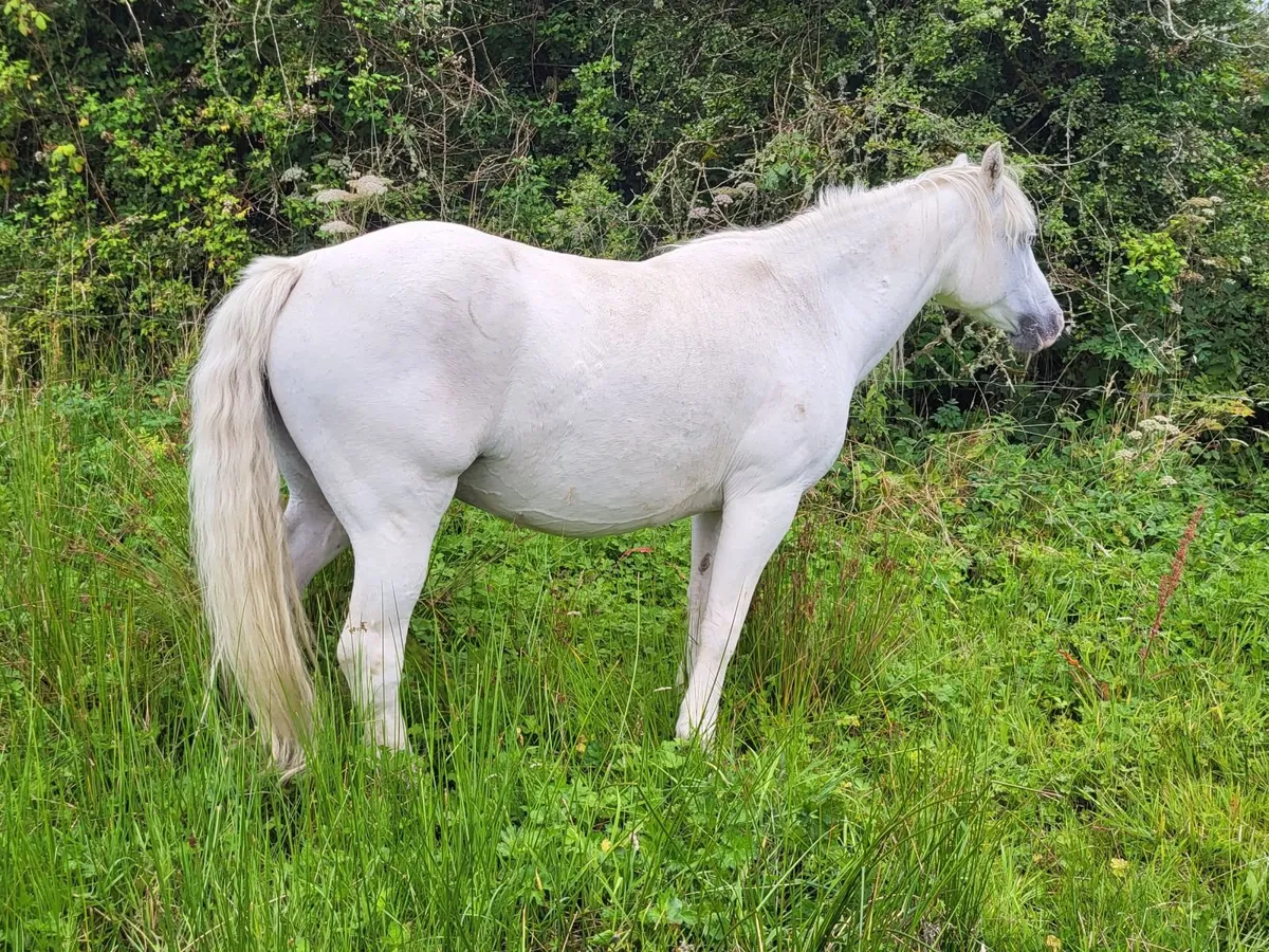 Clifden Mart Friday 21st August - Image 4