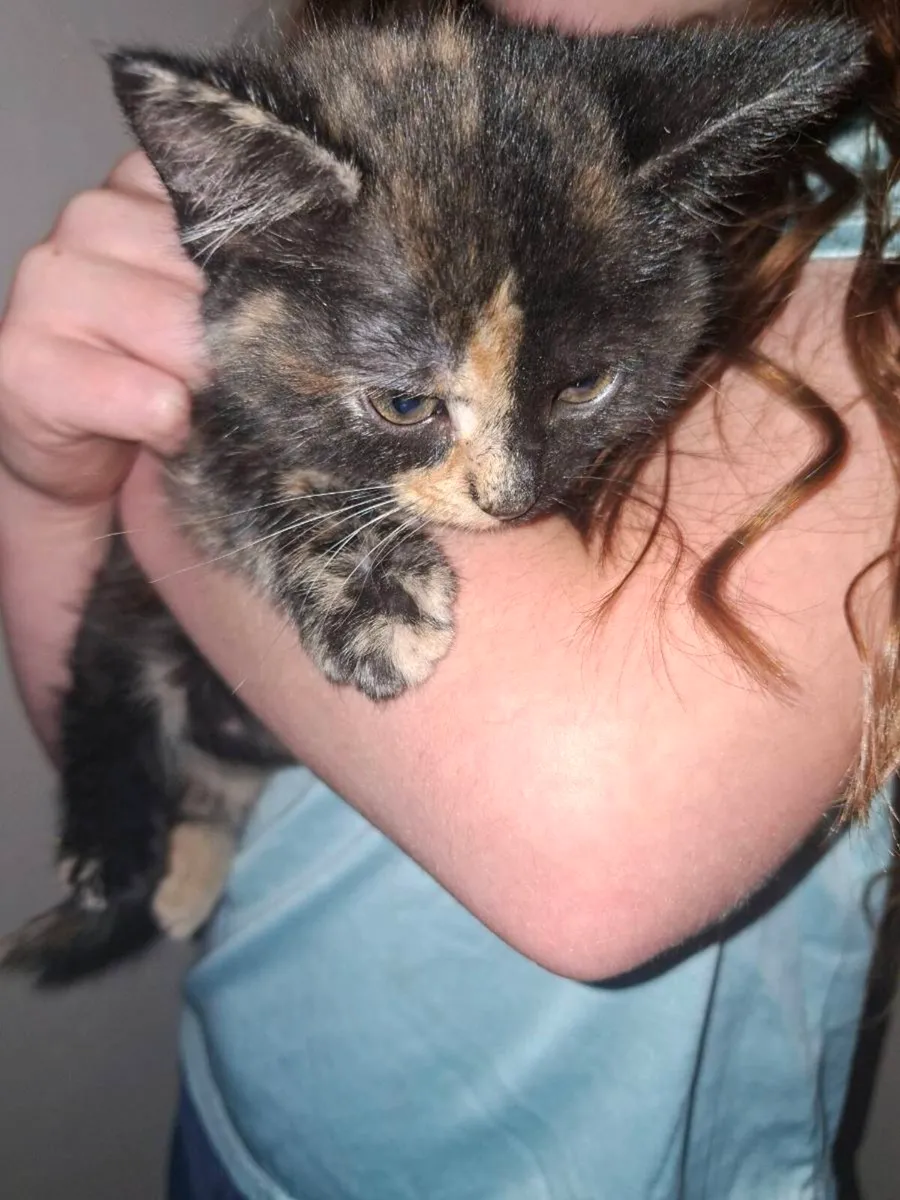 Kittens - Image 1