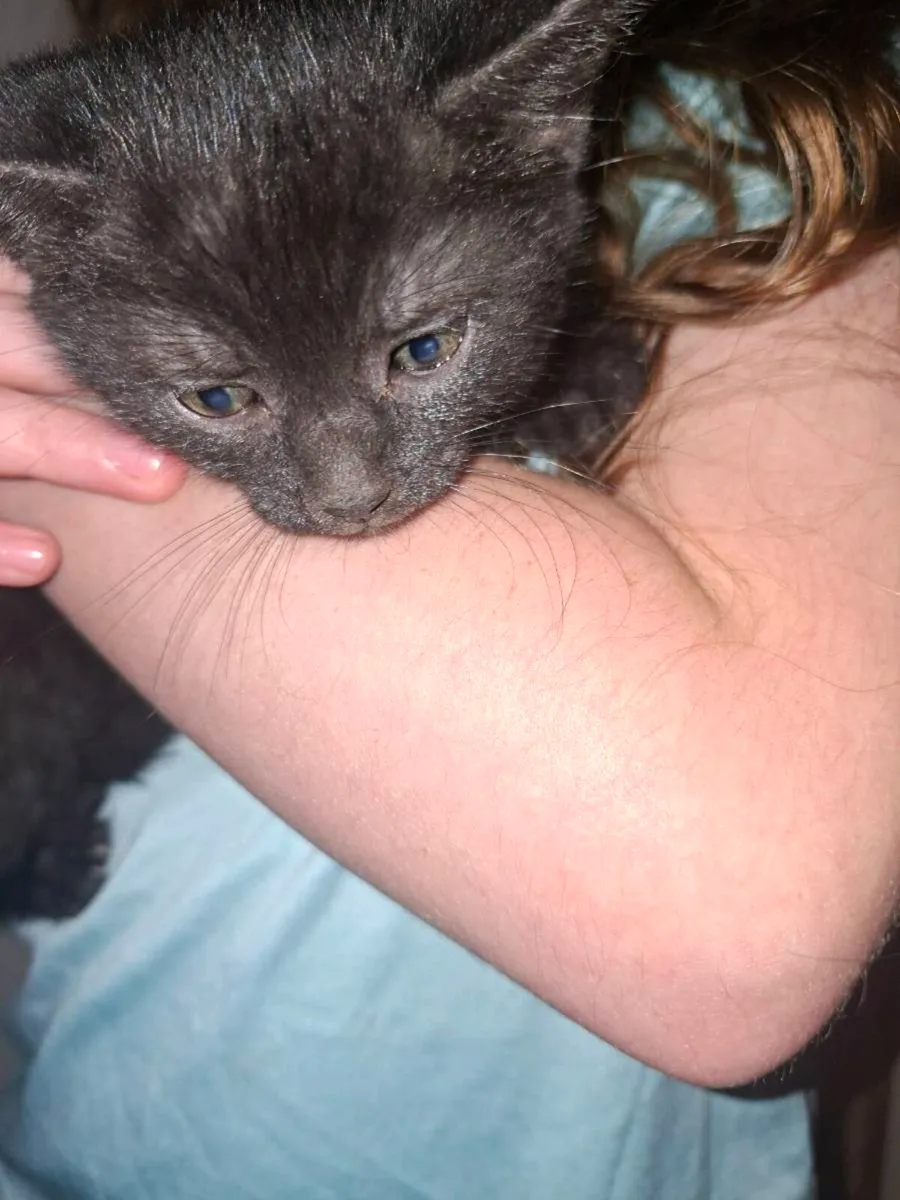 Kittens - Image 2