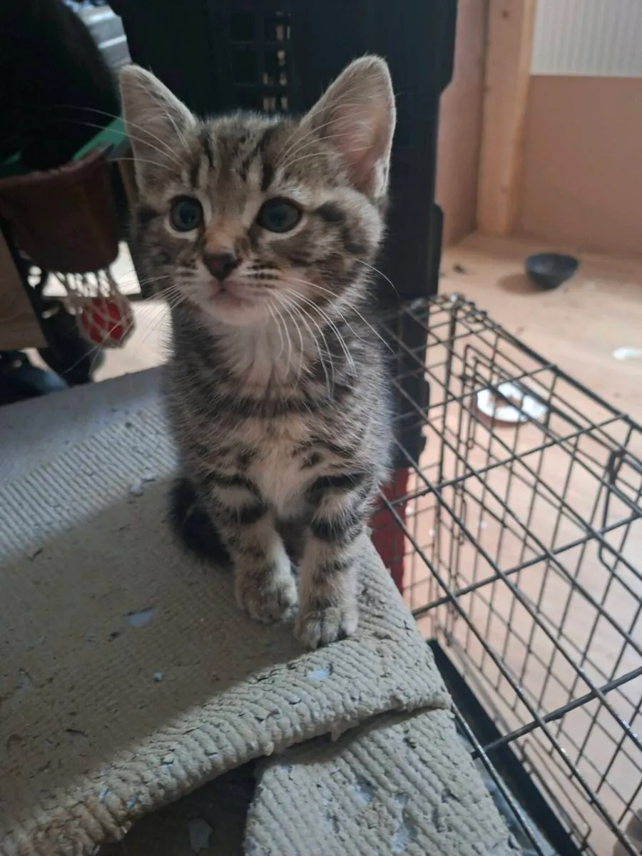 Kittens - Image 3