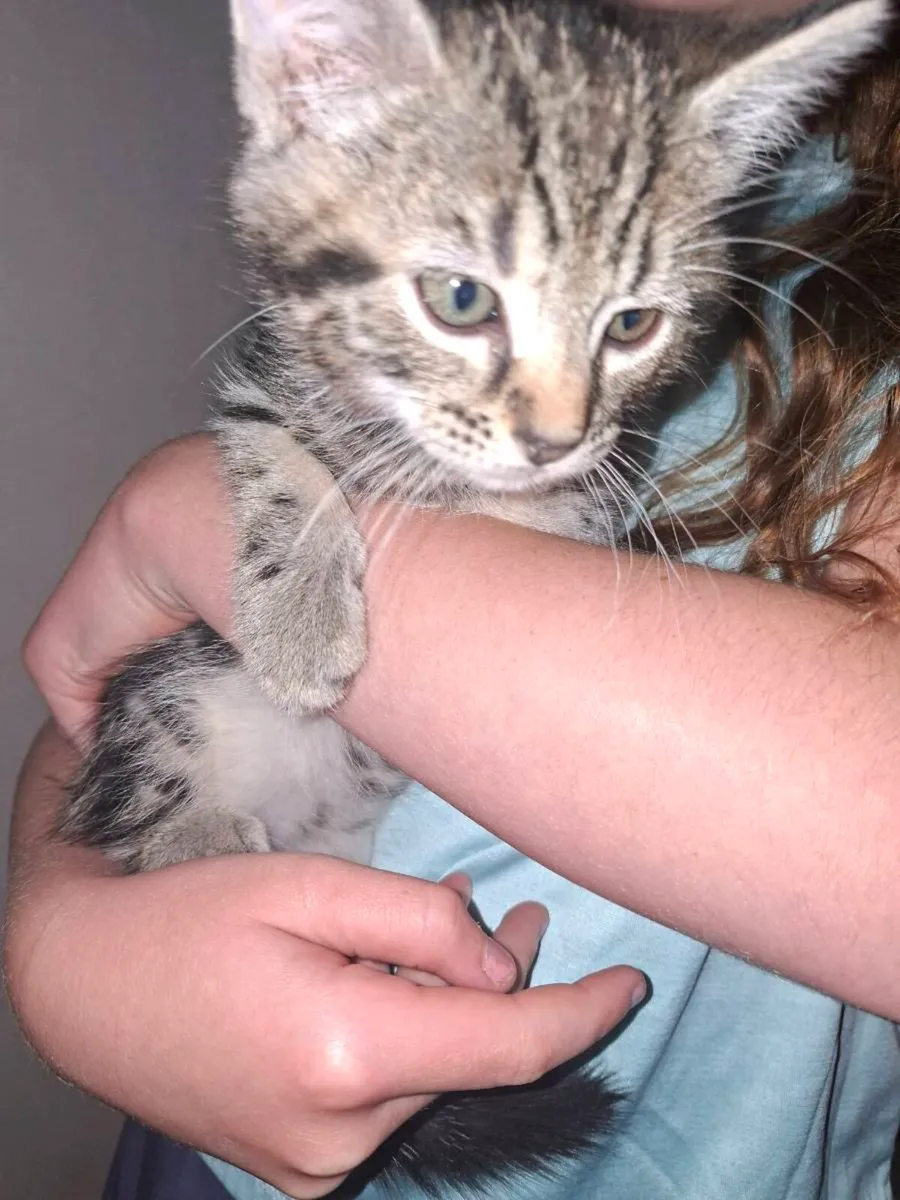 Kittens - Image 4