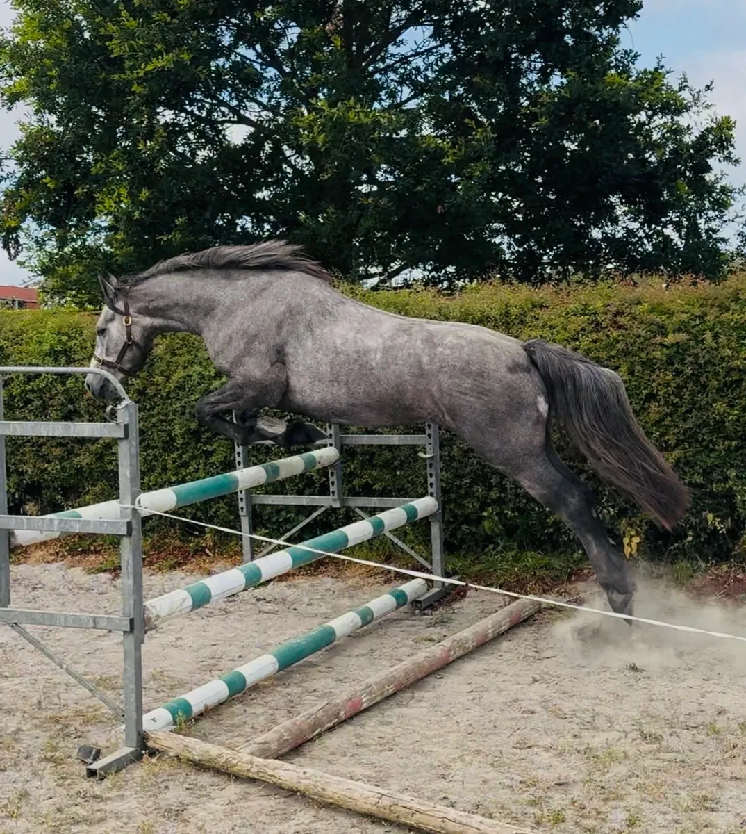 3 yr old Full Connemara by I Love you Melody - Image 1