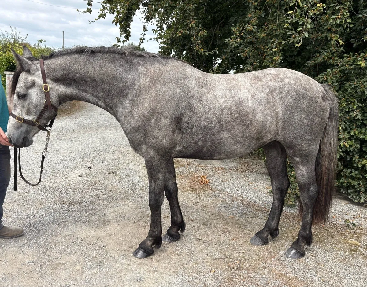 3 yr old Full Connemara by I Love you Melody - Image 2