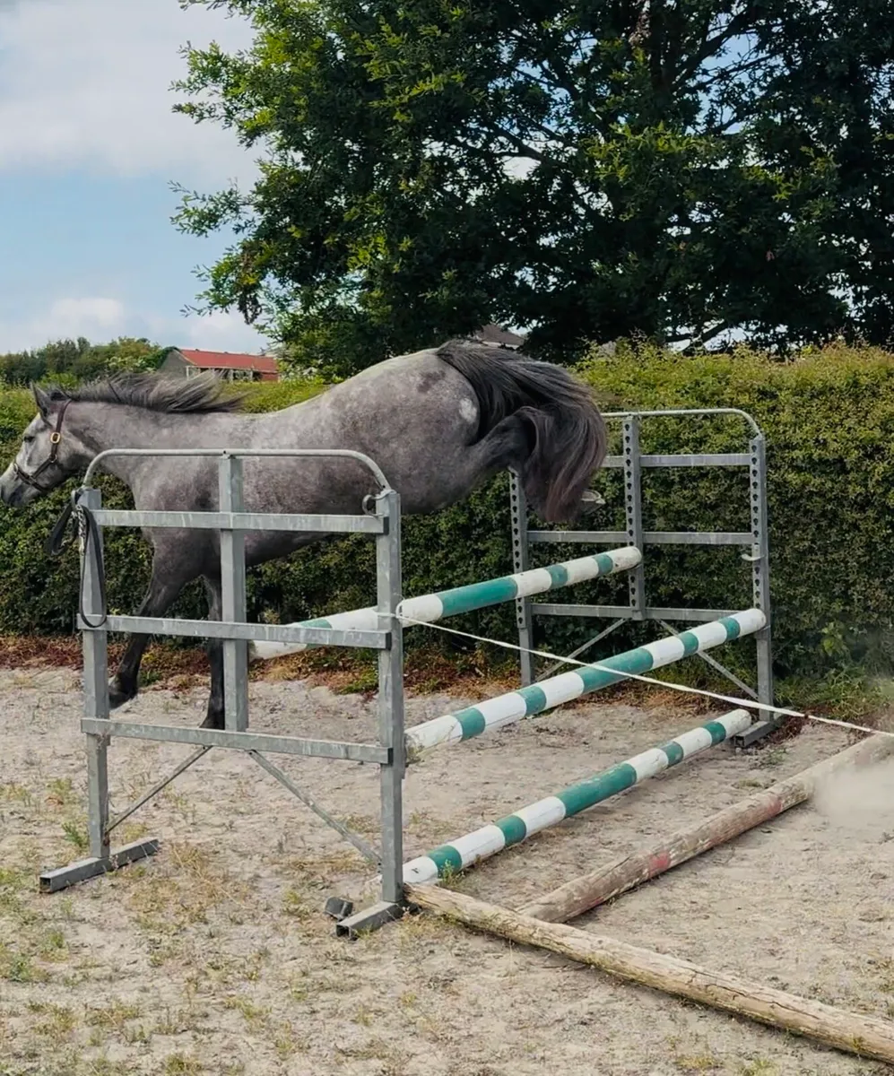 3 yr old Full Connemara by I Love you Melody - Image 4