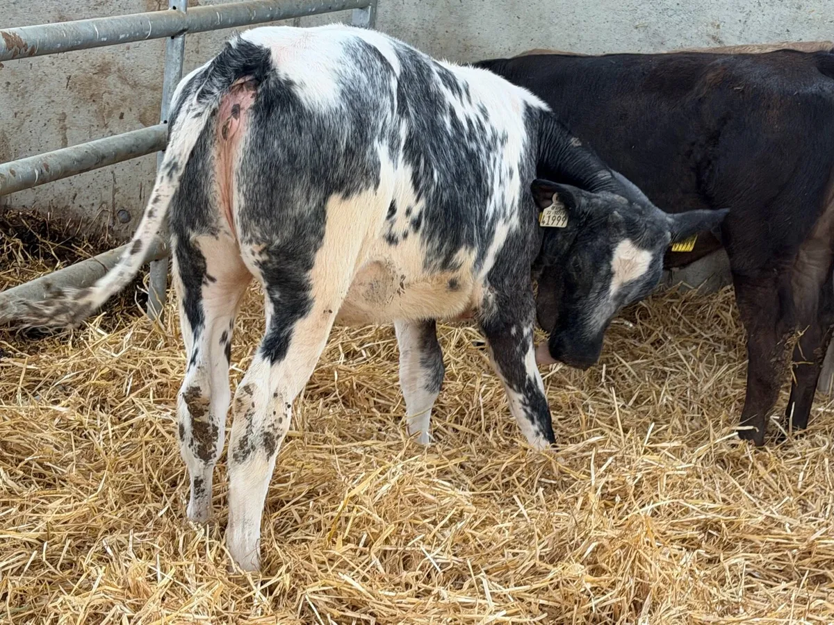 10 Continental Heifers - - Image 4
