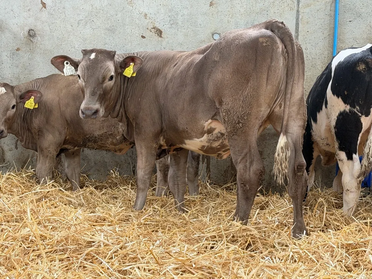 10 Continental Heifers - - Image 1