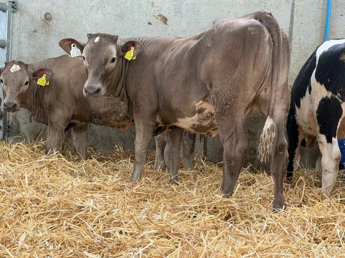 10 Continental Heifers - - Image 2