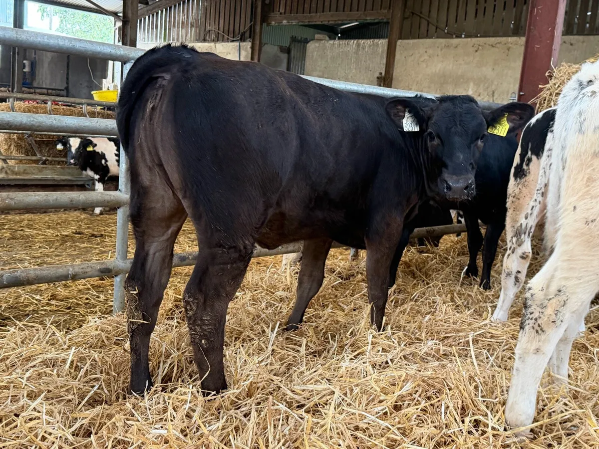 10 Continental Heifers - - Image 3