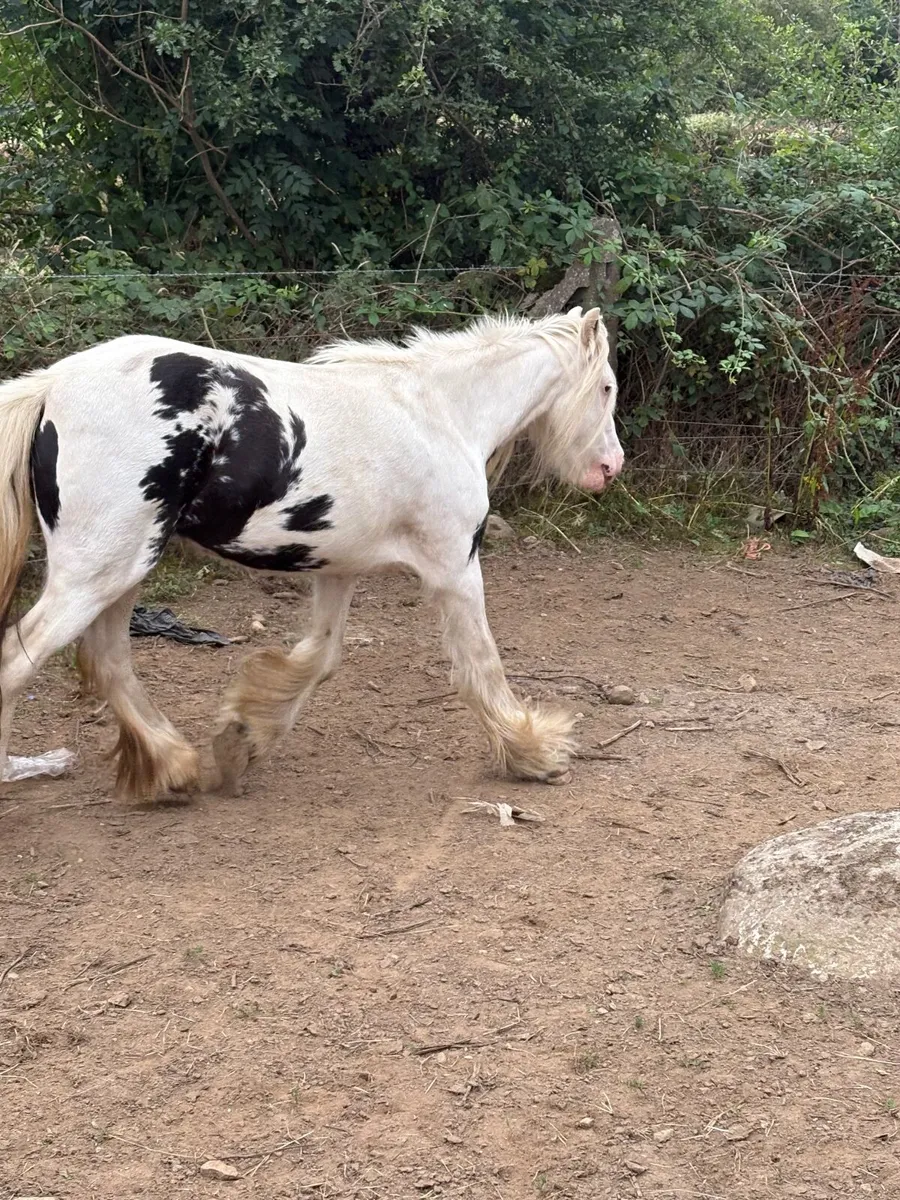 Black & white cob - Image 1