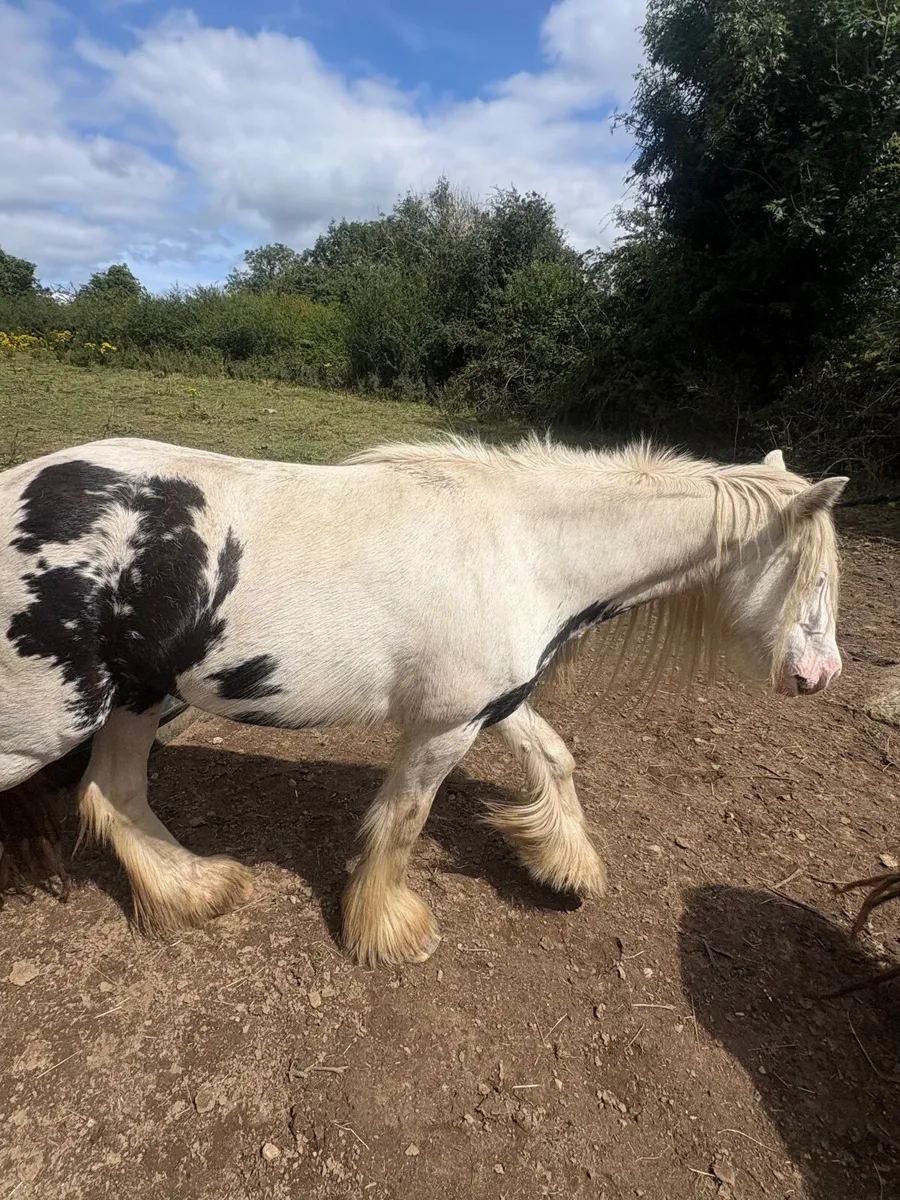 Black & white cob - Image 2