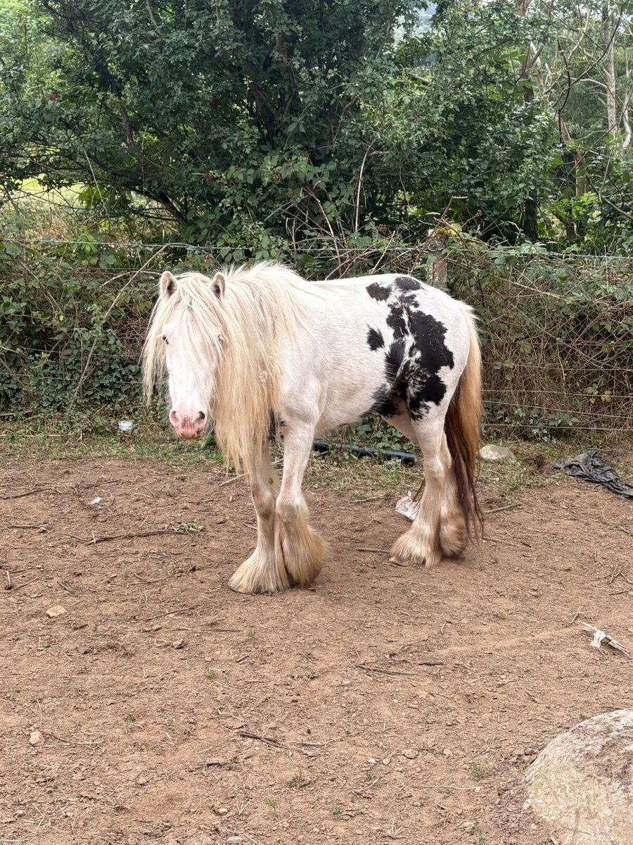 Black & white cob - Image 4