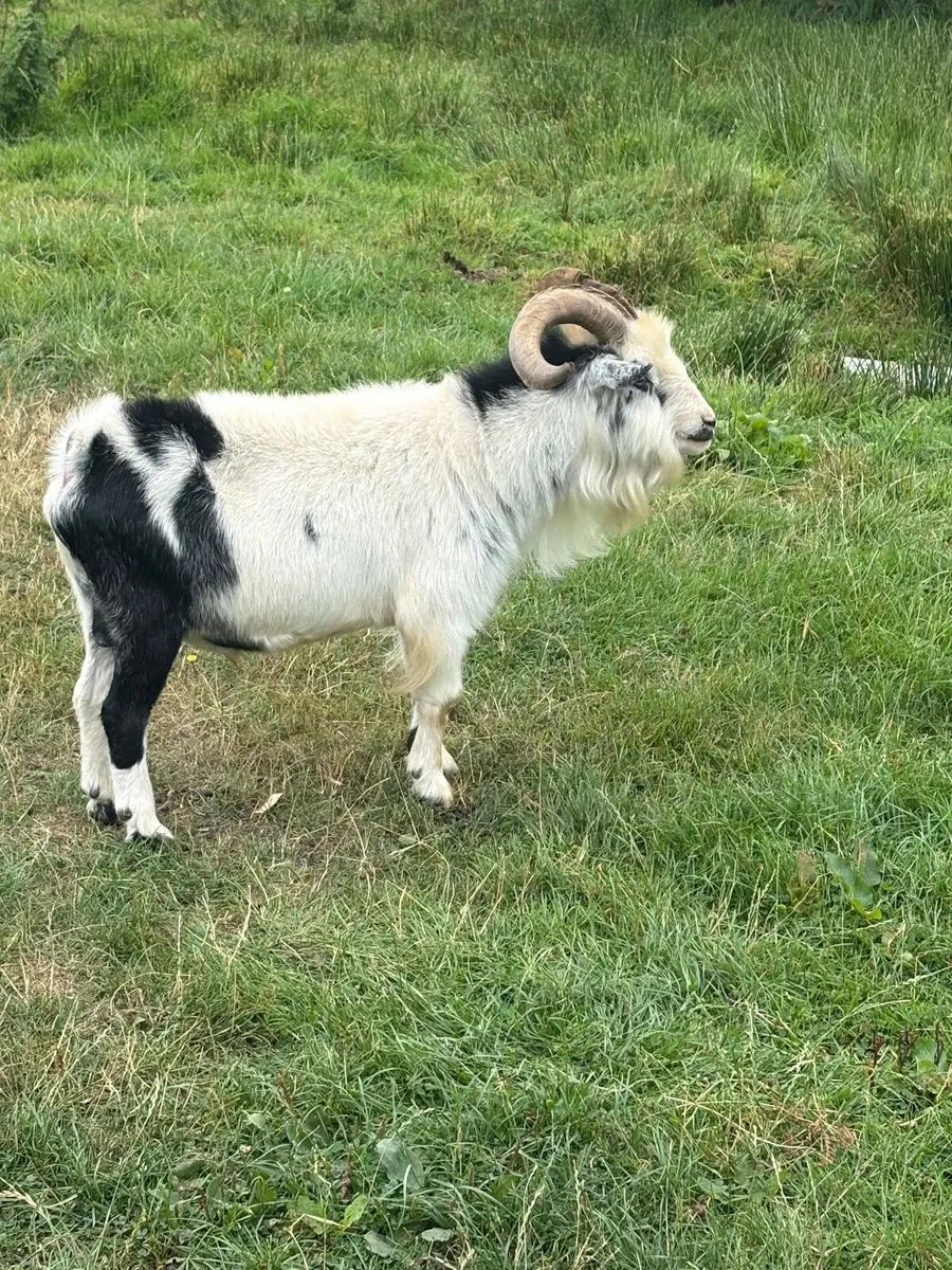 Buck Goat - Image 1