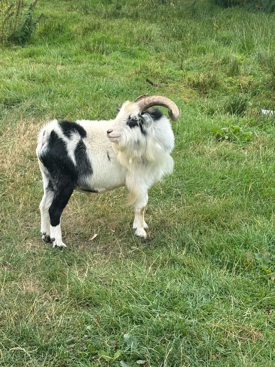Buck Goat - Image 2