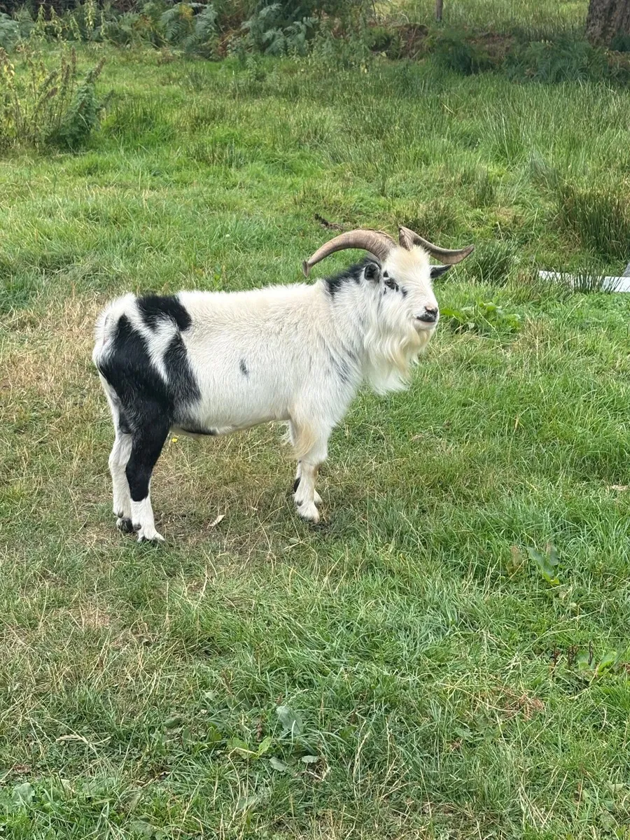 Buck Goat - Image 3