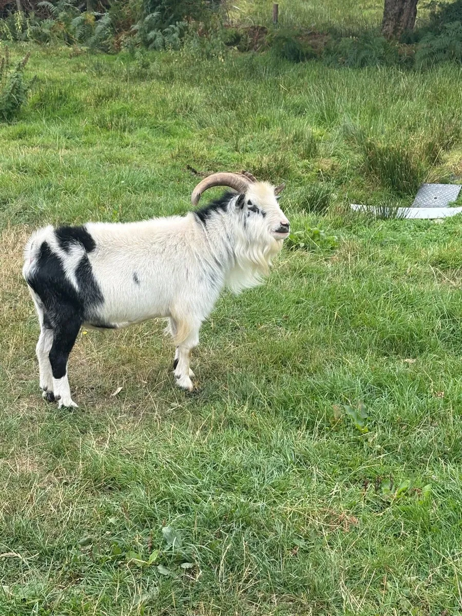 Buck Goat - Image 4