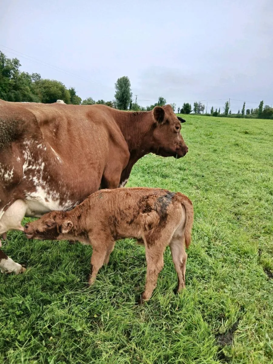 Farming - Image 1