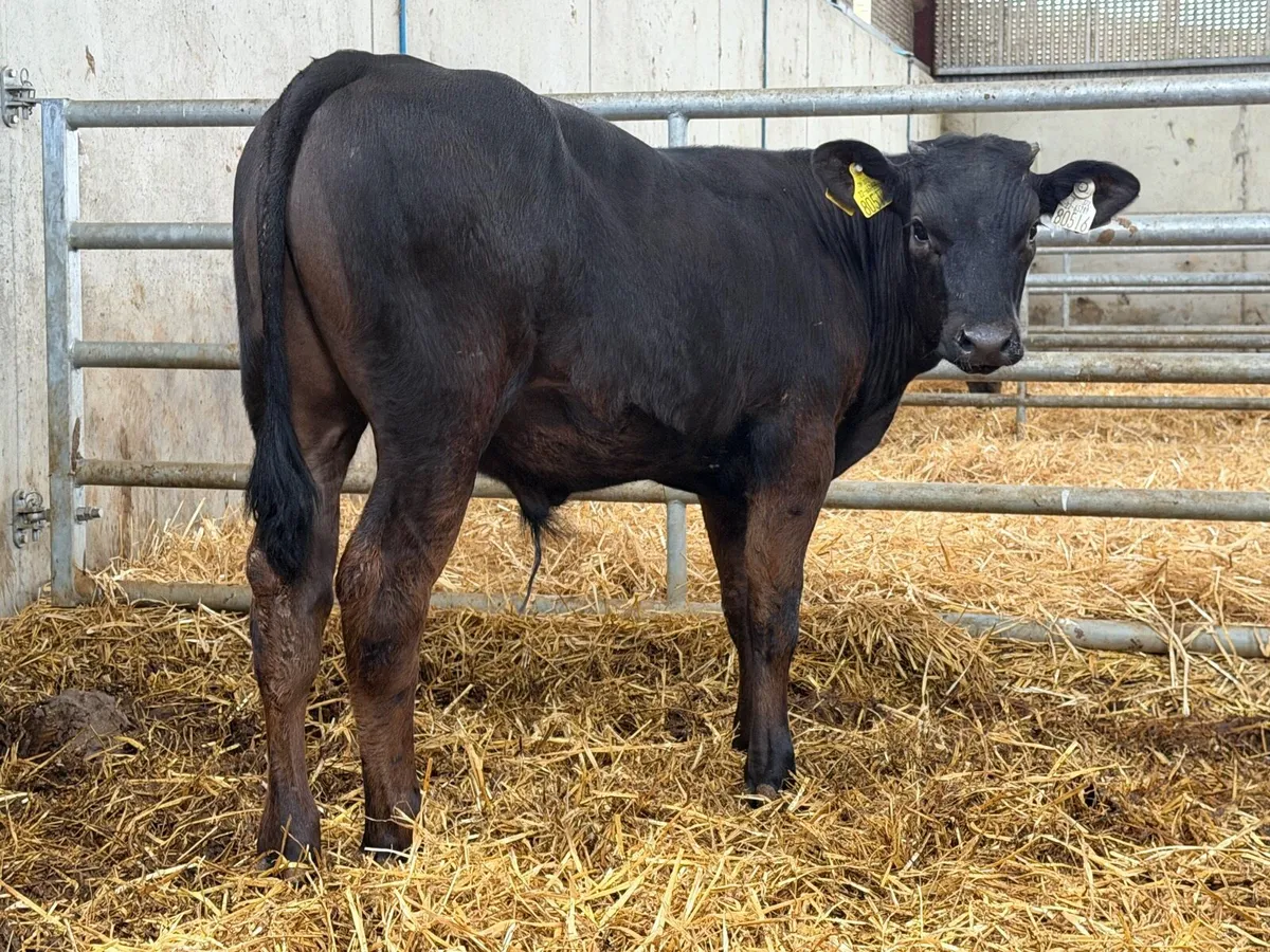 10 Charolais and Limousin Weanlings - Image 2