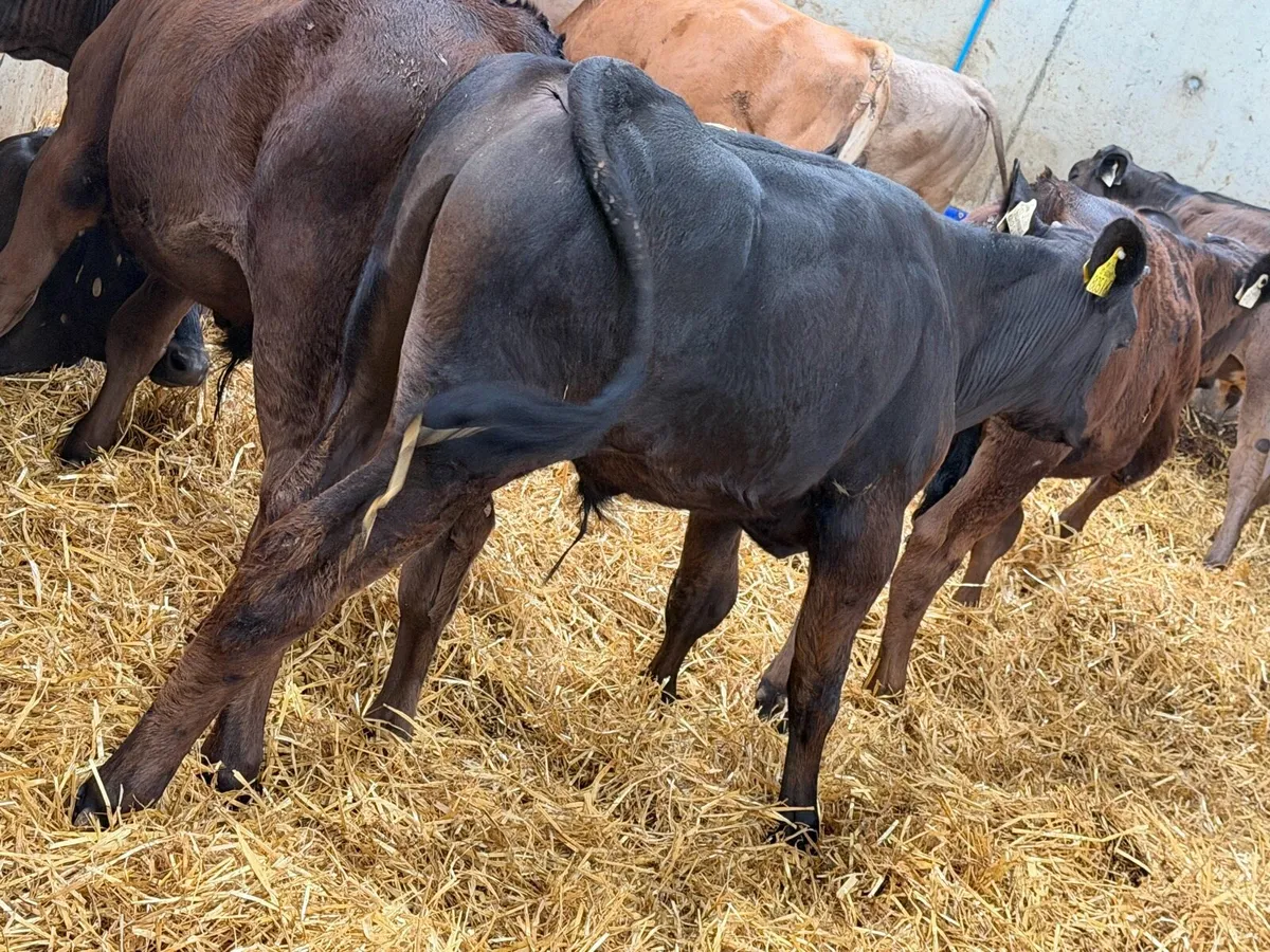 10 Charolais and Limousin Weanlings - Image 3