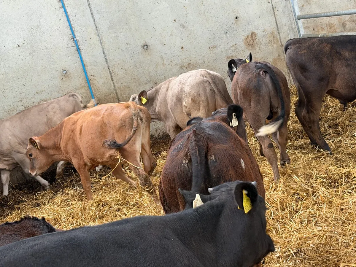 10 Charolais and Limousin Weanlings - Image 4