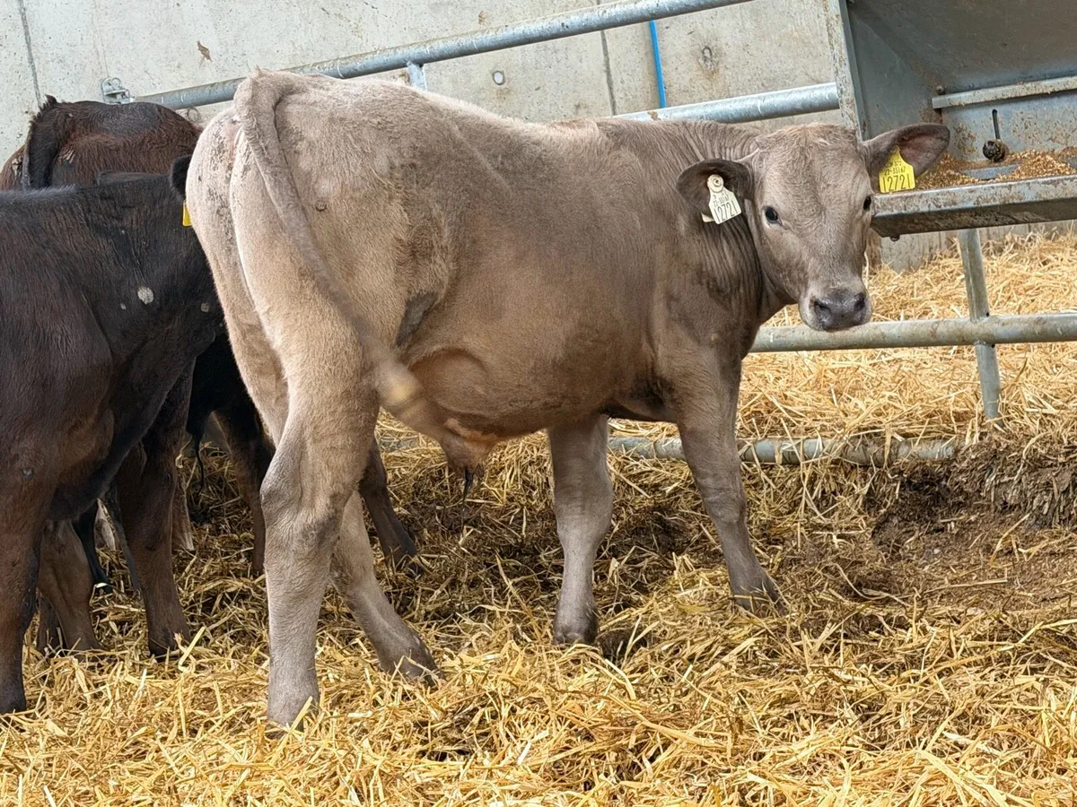 10 Charolais and Limousin Weanlings - Image 1