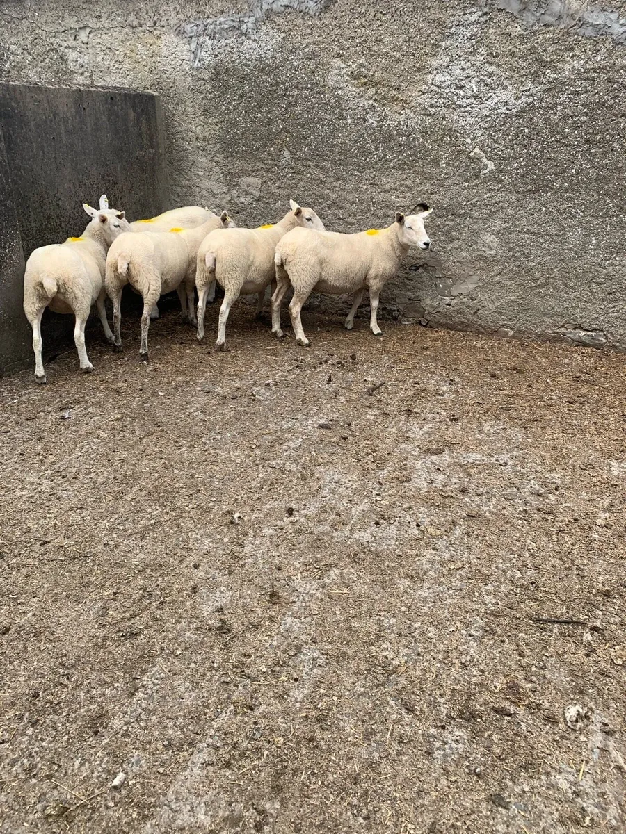 Hoggets - Image 3