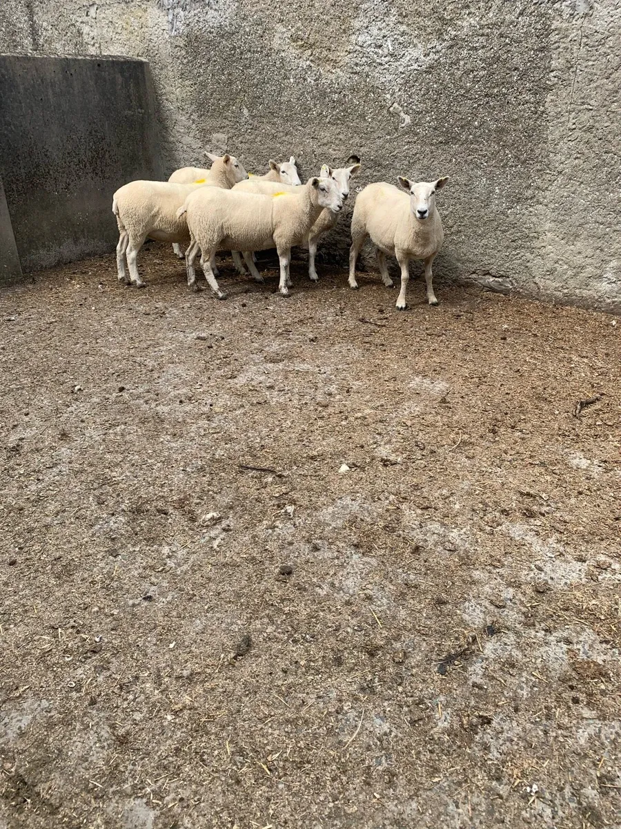 Hoggets - Image 1