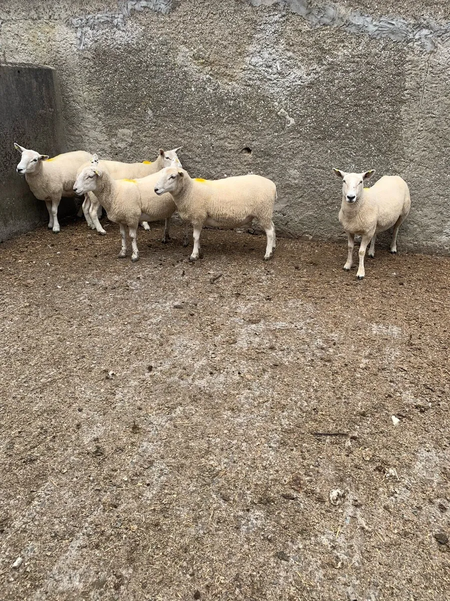 Hoggets - Image 2