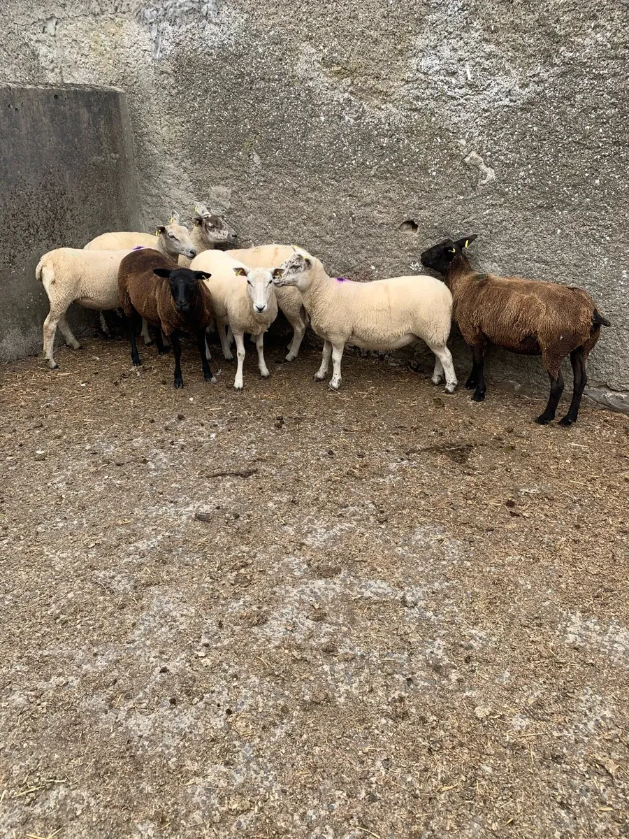 Hoggets - Image 4