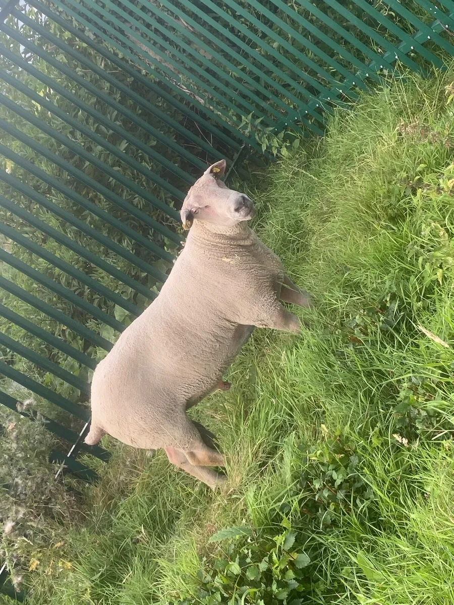 Pedigree Charolais Ram - Image 1