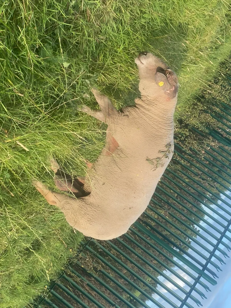 Pedigree Charolais Ram - Image 3