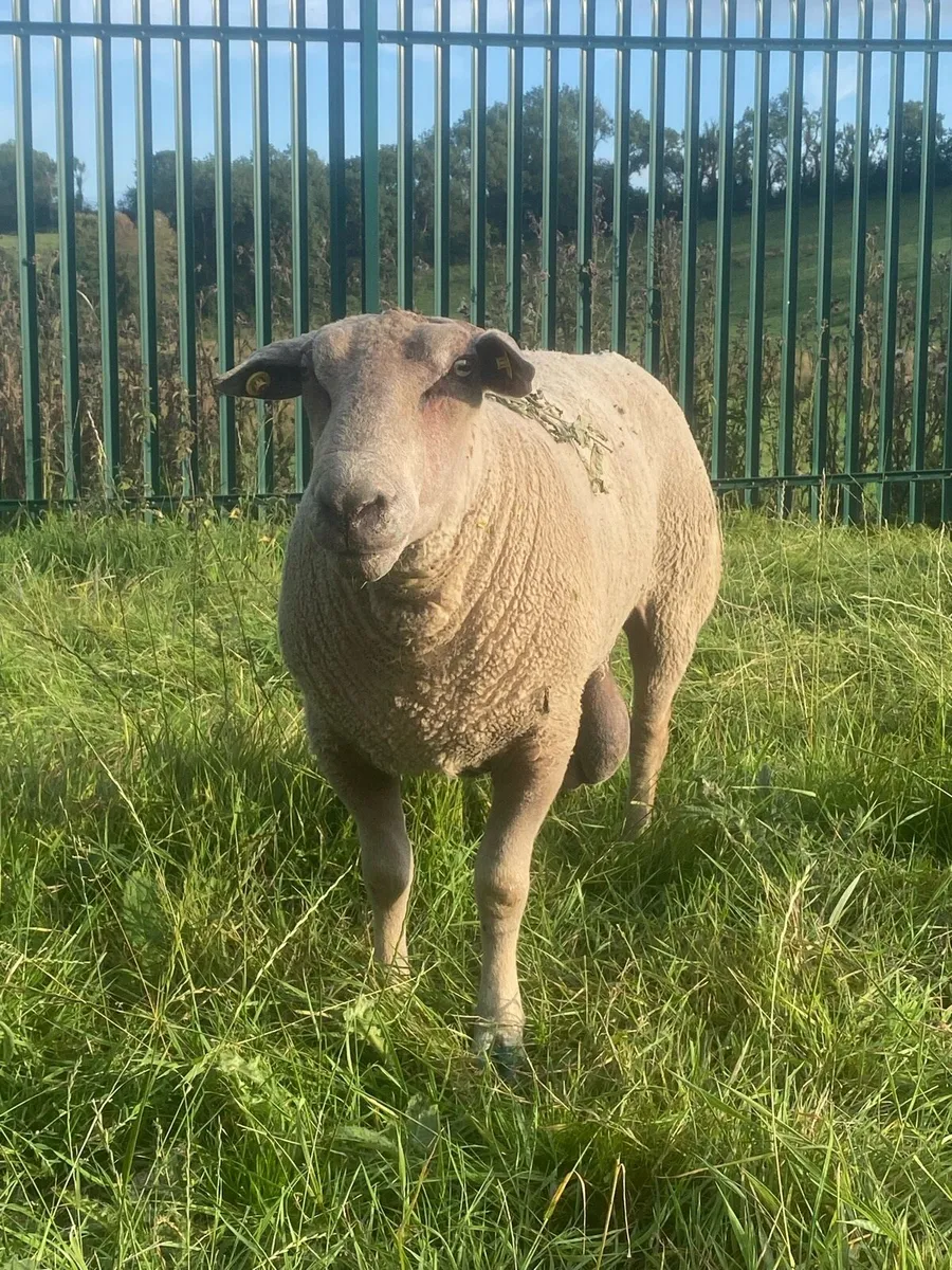 Pedigree Charolais Ram - Image 2