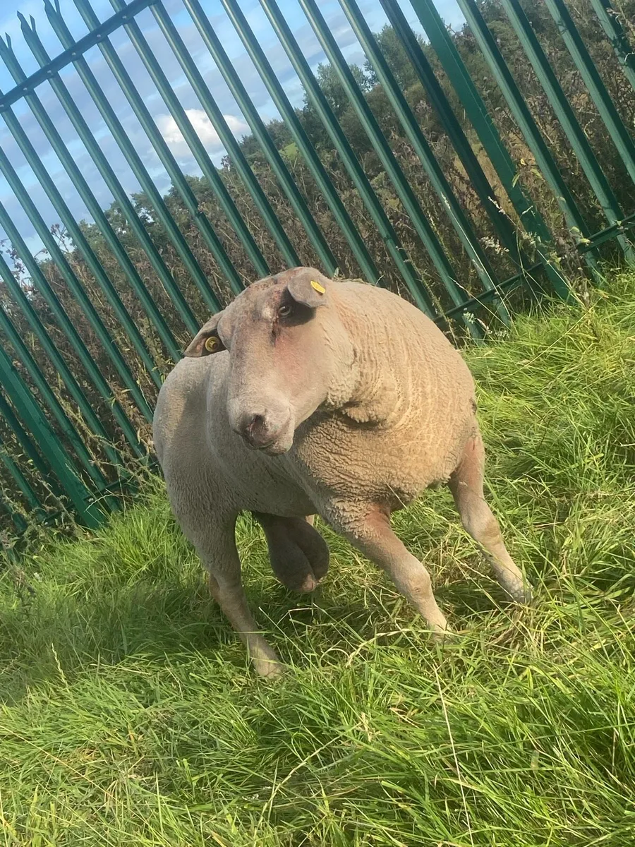 Pedigree Charolais Ram - Image 4
