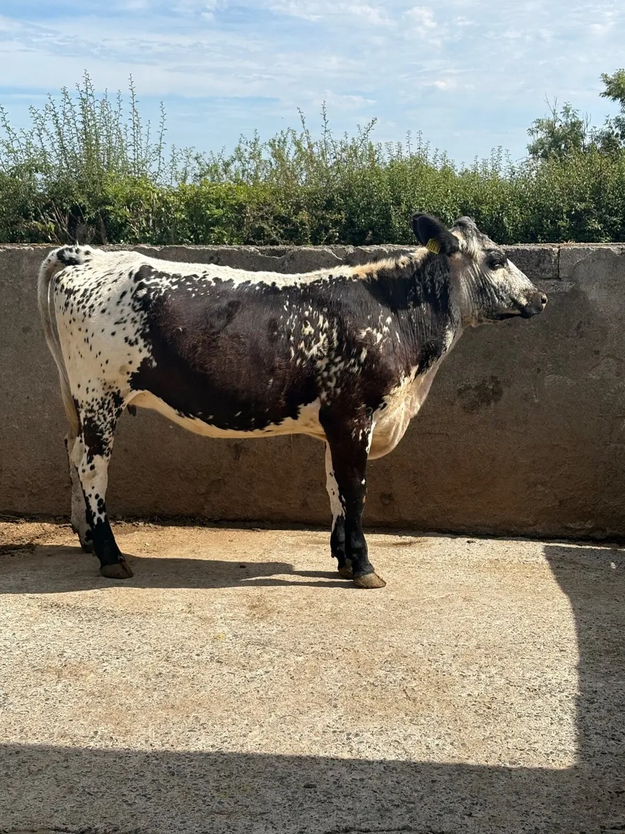 2  springing heifers - Image 1