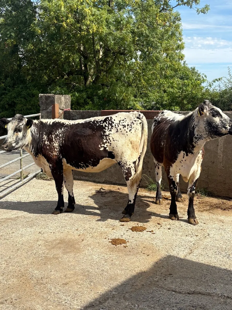 2  springing heifers - Image 4