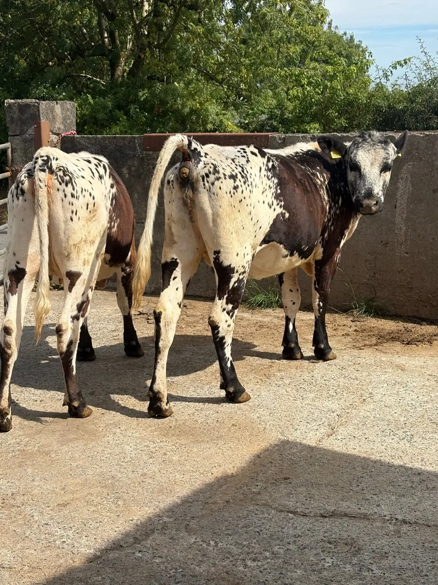 2  springing heifers - Image 2