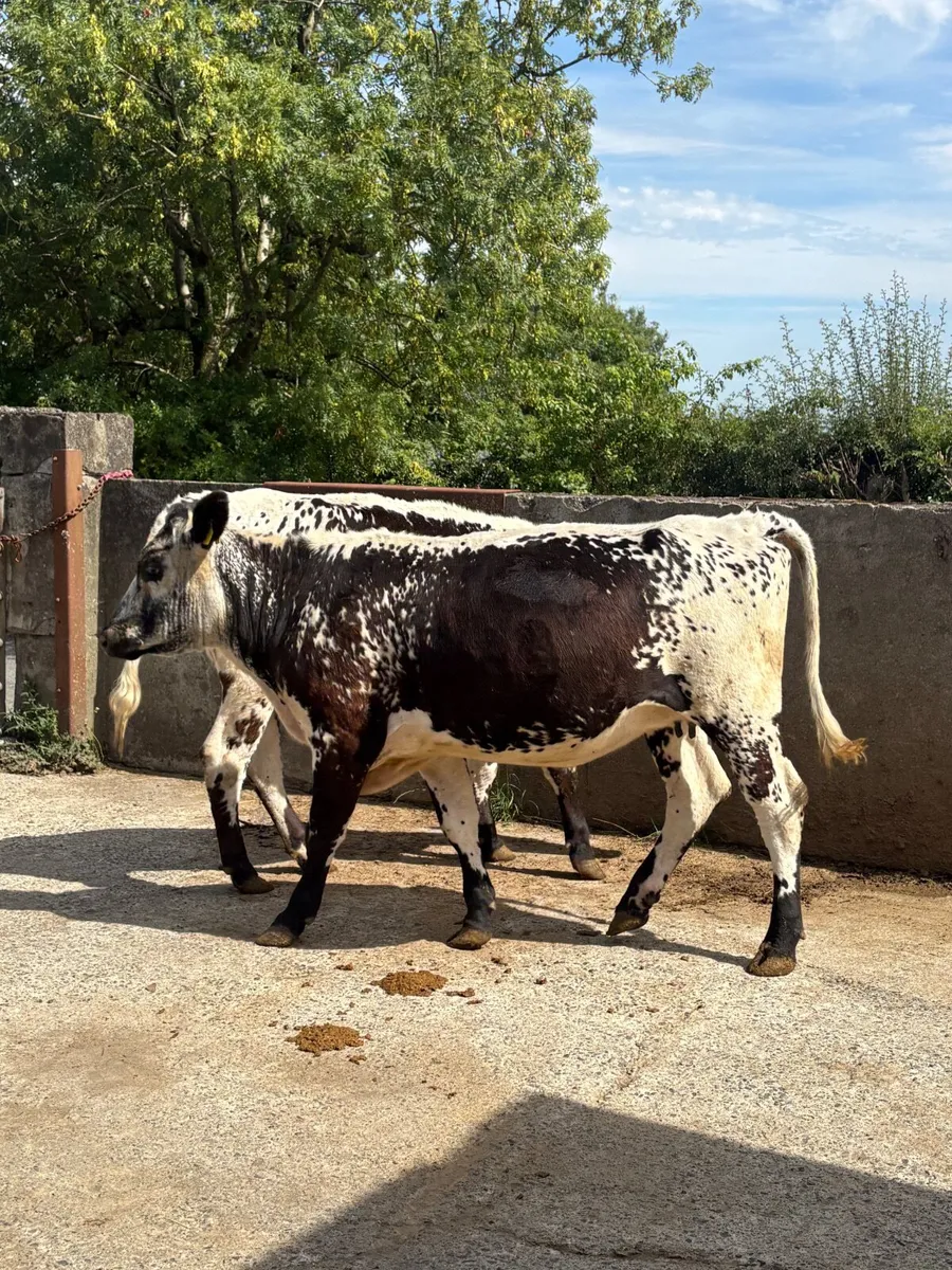 2  springing heifers - Image 3