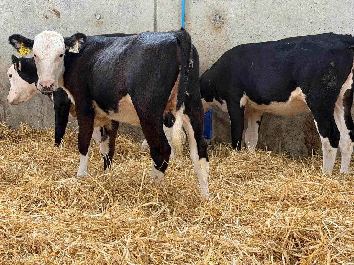 Hereford and Simmental Heifers - Image 3