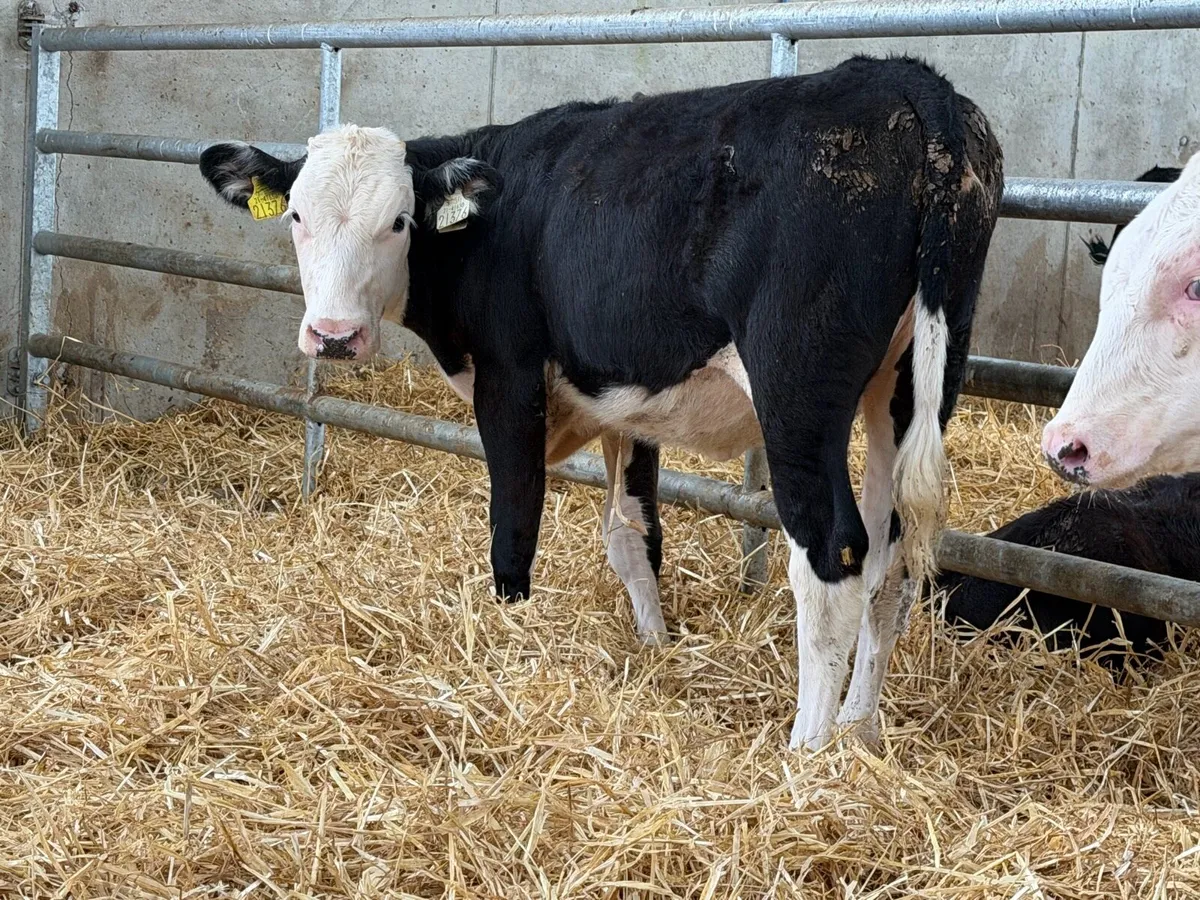 Hereford and Simmental Heifers - Image 2