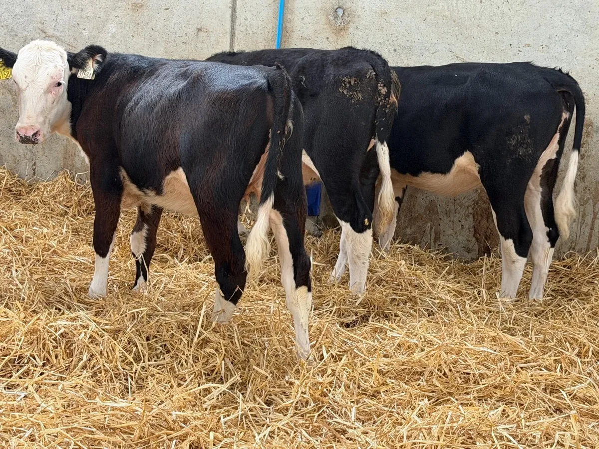 Hereford and Simmental Heifers - Image 4