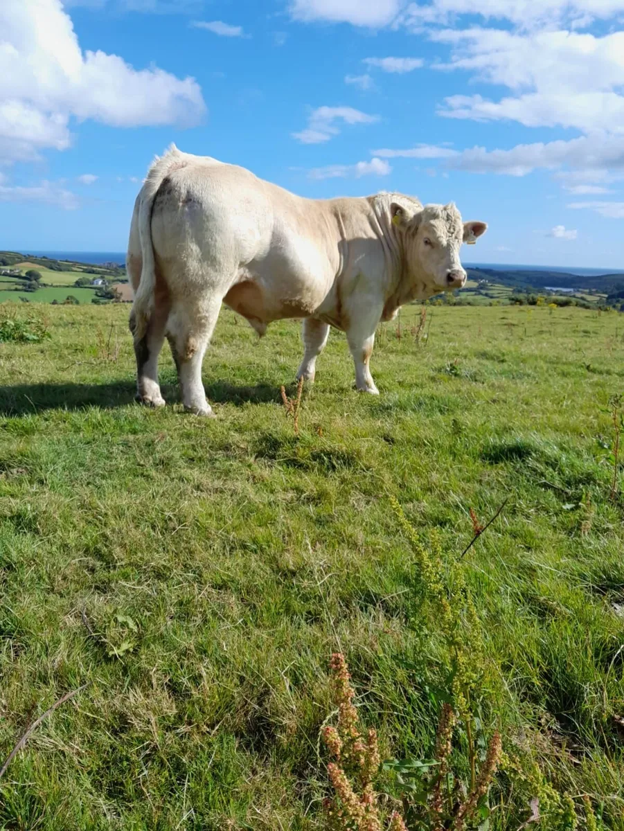 Ped CH Bull - Image 3