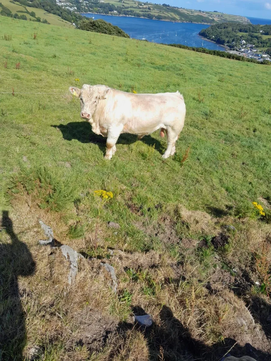 Ped CH Bull - Image 4