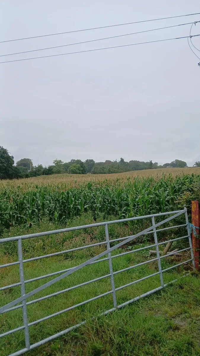Maize