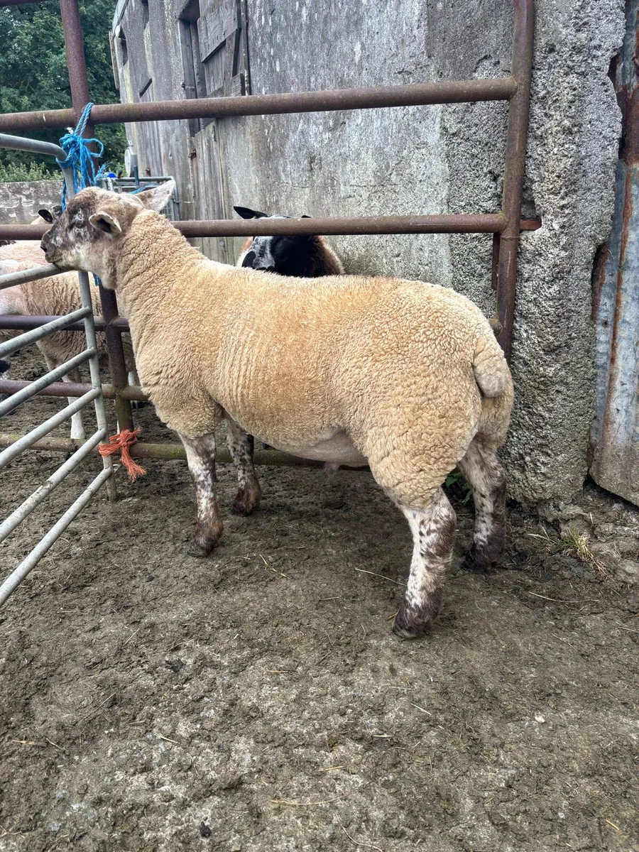 Rams for sale - Image 1
