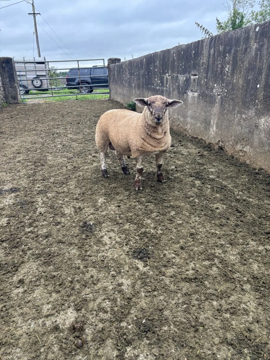 Rams for sale - Image 2