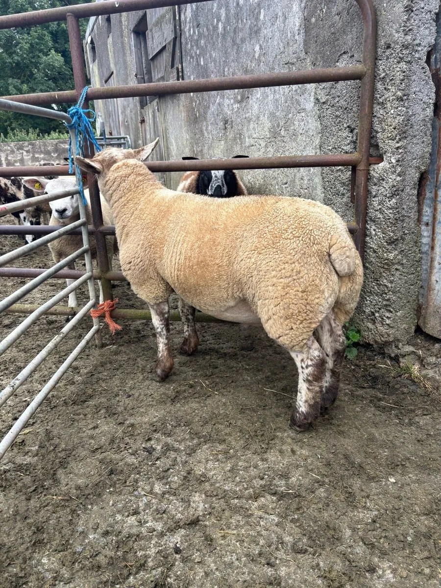 Rams for sale - Image 3