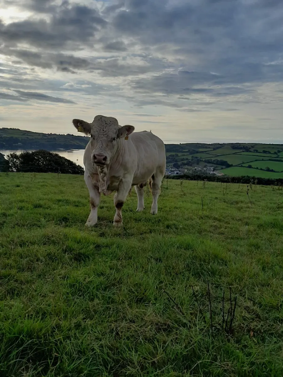 Ped CH Bull - Image 1